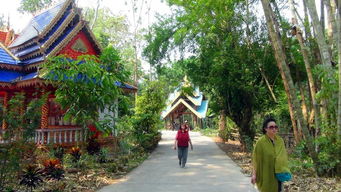 勐腊望天树景区 勐腊南腊河野趣营地
